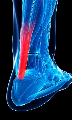 Achilles Tendon connects the calf muscles to the heel bone