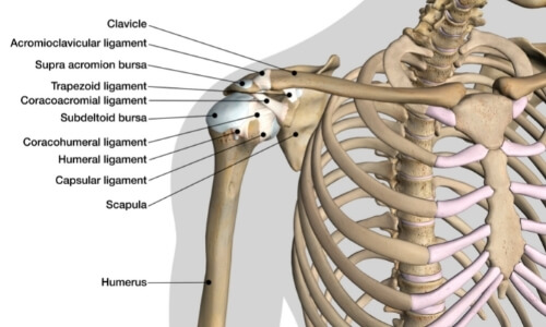 shoulder anatomy shoulder pain bursitis